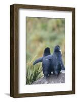 Falkland Islands. West Point Island-Inger Hogstrom-Framed Photographic Print