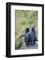 Falkland Islands. West Point Island-Inger Hogstrom-Framed Photographic Print