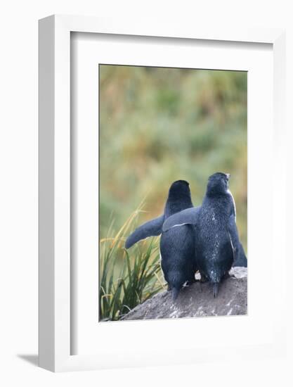 Falkland Islands. West Point Island-Inger Hogstrom-Framed Photographic Print