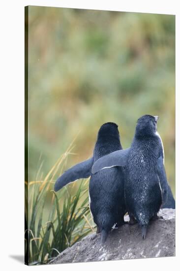 Falkland Islands. West Point Island-Inger Hogstrom-Stretched Canvas