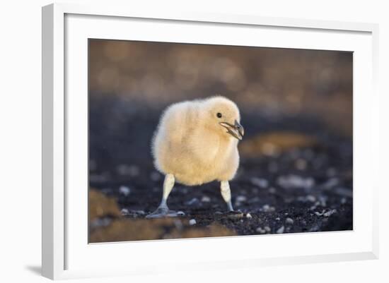 Falkland or Brown Skua or Subantarctic Skua Chick. Falkland Islands-Martin Zwick-Framed Photographic Print