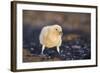 Falkland or Brown Skua or Subantarctic Skua Chick. Falkland Islands-Martin Zwick-Framed Photographic Print