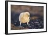 Falkland or Brown Skua or Subantarctic Skua Chick. Falkland Islands-Martin Zwick-Framed Photographic Print