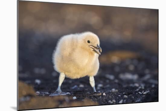 Falkland or Brown Skua or Subantarctic Skua Chick. Falkland Islands-Martin Zwick-Mounted Photographic Print
