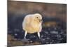 Falkland or Brown Skua or Subantarctic Skua Chick. Falkland Islands-Martin Zwick-Mounted Photographic Print