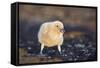 Falkland or Brown Skua or Subantarctic Skua Chick. Falkland Islands-Martin Zwick-Framed Stretched Canvas