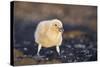 Falkland or Brown Skua or Subantarctic Skua Chick. Falkland Islands-Martin Zwick-Stretched Canvas