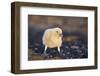 Falkland or Brown Skua or Subantarctic Skua Chick. Falkland Islands-Martin Zwick-Framed Photographic Print