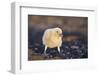 Falkland or Brown Skua or Subantarctic Skua Chick. Falkland Islands-Martin Zwick-Framed Photographic Print