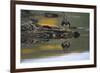 Falkland Steamerduck on Rocks-DLILLC-Framed Photographic Print