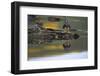 Falkland Steamerduck on Rocks-DLILLC-Framed Photographic Print