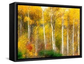 Fall Aspen Trees along Highway 2, Washington, USA-Janell Davidson-Framed Stretched Canvas