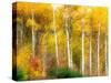 Fall Aspen Trees along Highway 2, Washington, USA-Janell Davidson-Stretched Canvas