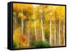 Fall Aspen Trees along Highway 2, Washington, USA-Janell Davidson-Framed Stretched Canvas