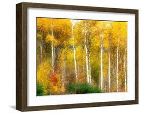 Fall Aspen Trees along Highway 2, Washington, USA-Janell Davidson-Framed Photographic Print