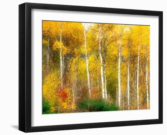 Fall Aspen Trees along Highway 2, Washington, USA-Janell Davidson-Framed Photographic Print