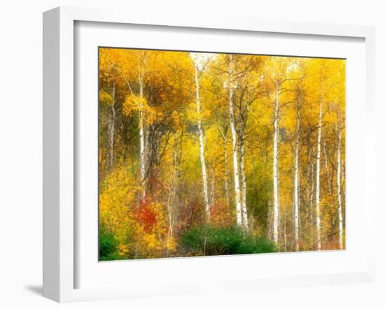 Fall Aspen Trees along Highway 2, Washington, USA-Janell Davidson-Framed Photographic Print