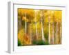 Fall Aspen Trees along Highway 2, Washington, USA-Janell Davidson-Framed Photographic Print