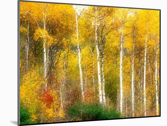 Fall Aspen Trees along Highway 2, Washington, USA-Janell Davidson-Mounted Photographic Print