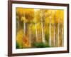 Fall Aspen Trees along Highway 2, Washington, USA-Janell Davidson-Framed Photographic Print
