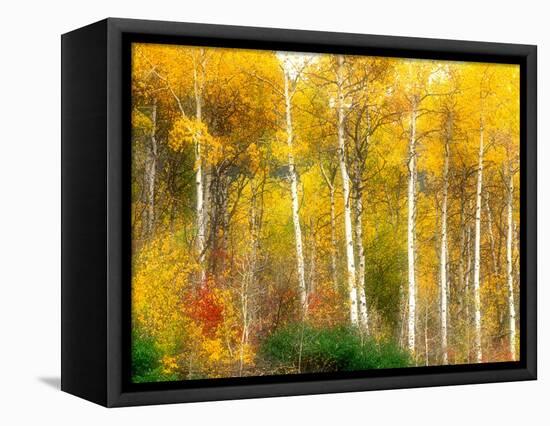 Fall Aspen Trees along Highway 2, Washington, USA-Janell Davidson-Framed Stretched Canvas