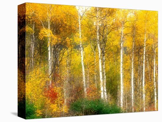 Fall Aspen Trees along Highway 2, Washington, USA-Janell Davidson-Stretched Canvas