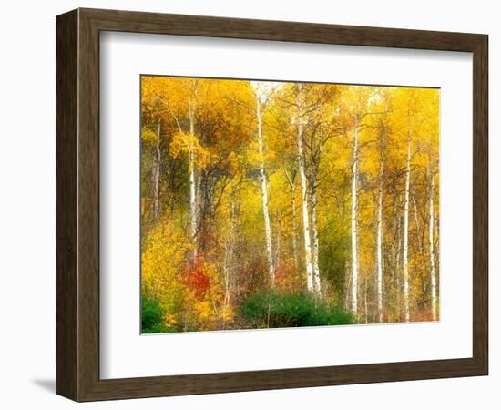 Fall Aspen Trees along Highway 2, Washington, USA-Janell Davidson-Framed Photographic Print