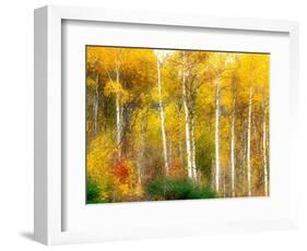 Fall Aspen Trees along Highway 2, Washington, USA-Janell Davidson-Framed Photographic Print