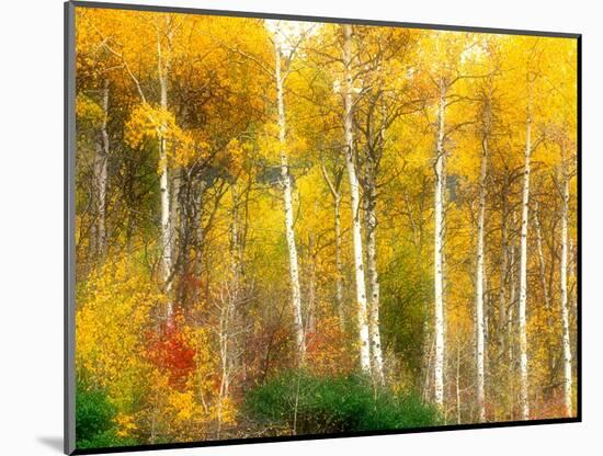 Fall Aspen Trees along Highway 2, Washington, USA-Janell Davidson-Mounted Photographic Print