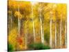 Fall Aspen Trees along Highway 2, Washington, USA-Janell Davidson-Stretched Canvas