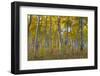 Fall Aspen Trees Along Skyline Drive. Utah, Manti-La Sal National Forest-Jaynes Gallery-Framed Photographic Print