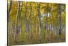 Fall Aspen Trees Along Skyline Drive. Utah, Manti-La Sal National Forest-Jaynes Gallery-Stretched Canvas