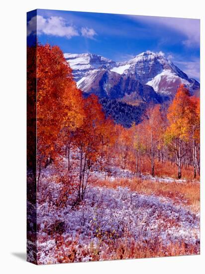 Fall Aspen Trees and Early Snow, Timpanogos, Wasatch Mountains, Utah, USA-Howie Garber-Stretched Canvas
