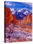 Fall Aspen Trees and Early Snow, Timpanogos, Wasatch Mountains, Utah, USA-Howie Garber-Stretched Canvas