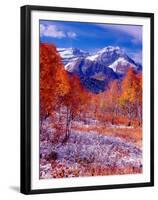 Fall Aspen Trees and Early Snow, Timpanogos, Wasatch Mountains, Utah, USA-Howie Garber-Framed Premium Photographic Print