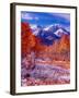 Fall Aspen Trees and Early Snow, Timpanogos, Wasatch Mountains, Utah, USA-Howie Garber-Framed Premium Photographic Print