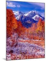 Fall Aspen Trees and Early Snow, Timpanogos, Wasatch Mountains, Utah, USA-Howie Garber-Mounted Premium Photographic Print