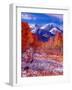 Fall Aspen Trees and Early Snow, Timpanogos, Wasatch Mountains, Utah, USA-Howie Garber-Framed Photographic Print