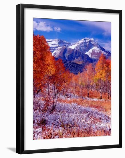 Fall Aspen Trees and Early Snow, Timpanogos, Wasatch Mountains, Utah, USA-Howie Garber-Framed Photographic Print