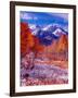 Fall Aspen Trees and Early Snow, Timpanogos, Wasatch Mountains, Utah, USA-Howie Garber-Framed Photographic Print