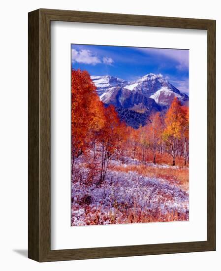 Fall Aspen Trees and Early Snow, Timpanogos, Wasatch Mountains, Utah, USA-Howie Garber-Framed Photographic Print