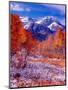 Fall Aspen Trees and Early Snow, Timpanogos, Wasatch Mountains, Utah, USA-Howie Garber-Mounted Photographic Print