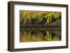 Fall aspen trees reflected on Crystal Lake at sunrise, Ouray, Colorado-Adam Jones-Framed Photographic Print