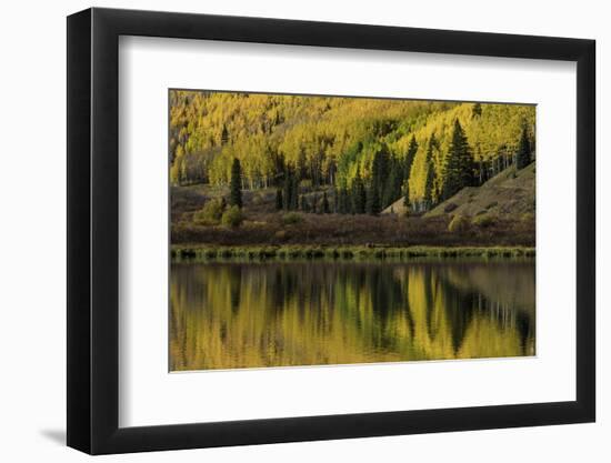 Fall aspen trees reflected on Crystal Lake at sunrise, Ouray, Colorado-Adam Jones-Framed Photographic Print