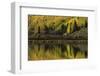 Fall aspen trees reflected on Crystal Lake at sunrise, Ouray, Colorado-Adam Jones-Framed Photographic Print