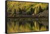 Fall aspen trees reflected on Crystal Lake at sunrise, Ouray, Colorado-Adam Jones-Framed Stretched Canvas