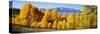 Fall Aspen Trees Telluride Co-null-Stretched Canvas