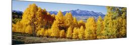 Wood Mount