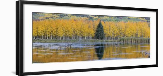 Fall Aspens and a Single Conifer-Don Paulson-Framed Giclee Print