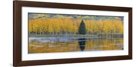 Fall Aspens and a Single Conifer-Don Paulson-Framed Giclee Print